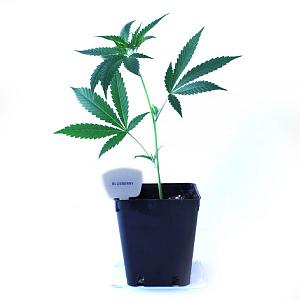 blueberry-talee-di-cannabis-ornamentale-2-600x600.jpg‎