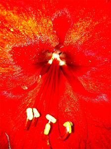 amaryllis02.jpg‎