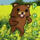 L'avatar di Pedobear