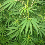 Cassazione: «Lecito coltivare marijuana»