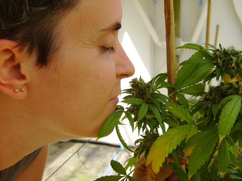 cannabis_sindrome fibromialgica_ElisaB