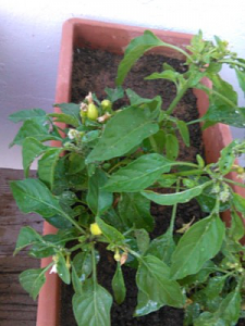 Clicca l'immagine per ingrandirla. 

Nome: cayenne.png 
Visualizzazioni: 1 
Dimensione: 234.0 KB 
ID: 99899
