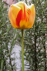 tulipano.jpg‎