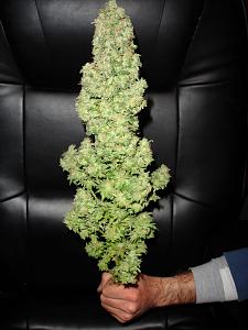 Medical-cannabis-bud-vlarge.jpg‎