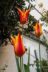 tulipano (2).jpg‎
