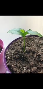 Clicca l'immagine per ingrandirla. 
Nome: Screenshot_20200613-160248_Gallery.jpg 
Visualizzazioni: 1 
Dimensione: 966.9 KB 
ID: 132818