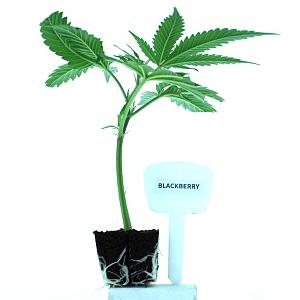 Clicca l'immagine per ingrandirla. 

Nome: blackberry-talee-di-cannabis-ornamentale-1.jpg 
Visualizzazioni: 1 
Dimensione: 50.9 KB 
ID: 133521