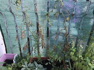 Clicca l'immagine per ingrandirla. 
Nome: IMG_6599.JPG 
Visualizzazioni: 3 
Dimensione: 2.55 MB 
ID: 116537