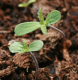 Avatar di Mr. Grower