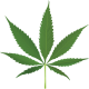 Avatar di MarijuanaOnline