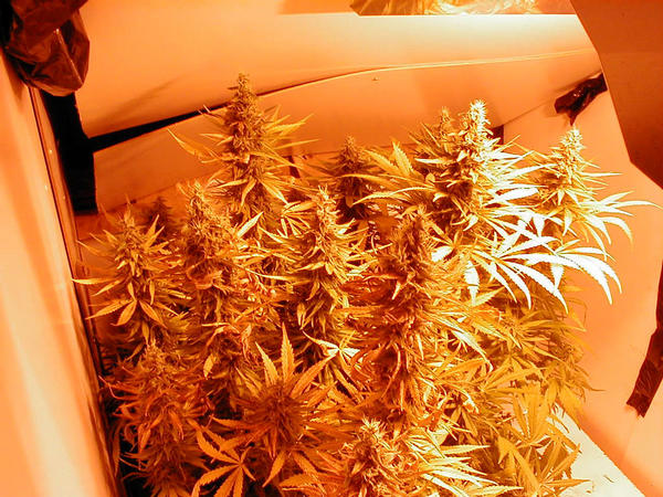 growing-marijuana-indoor