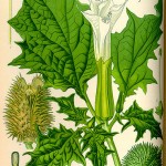 381px-Illustration_Datura_stramonium0