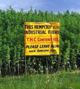 hemp-crop-photo