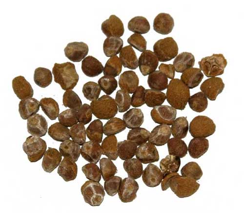 hawaiian_woodrose_seeds