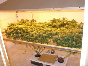 hydroponic_weed