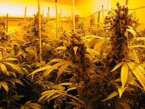 marijuana_hydroponics