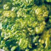 algheverdi