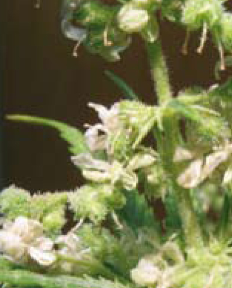 fiori maschili con  ghiandole di resina