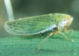 pulcidellefoglie