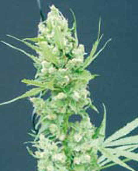 mr nice super silver haze