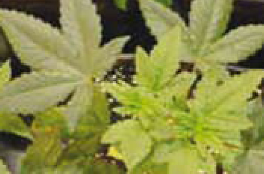 sementi con predominanza indica