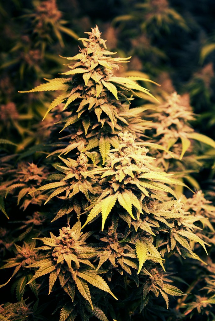 cannabis_autofiorente