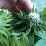 marijuana grow indoor