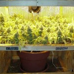 scrog-for-better-yields