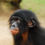 Bonobo