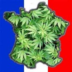 cannabis francia