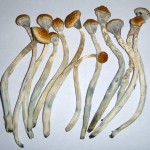 FUNGHI PSILOCYBE