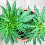 Cannabis-piantine