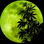 marijuana-luna