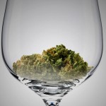 cannabis-sommelier