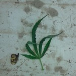 problema piante forum enjoint