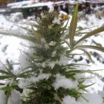 marijuana inverno autoproduzione