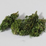 ccannabis light marijuana legale enjoint forum