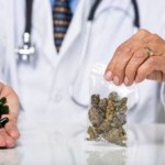 cannabis terapeutica