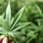 cannabis