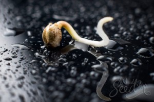 germinating-cannabis