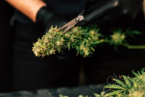 harvest-cannabis