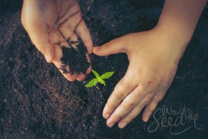 planting-in-soil